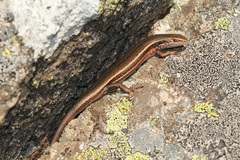 Pseudemoia entrecasteauxii