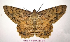 Epimecis subroraria