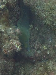 Gymnothorax castaneus