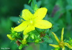Hypericum perforatum perforatum