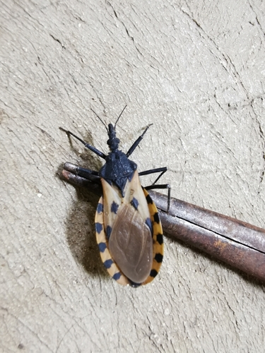 Triatoma dimidiata