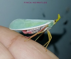 Enchophora prasina