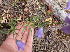 Campanula alaskana