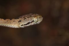 Boiga