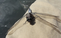 Orthetrum cancellatum