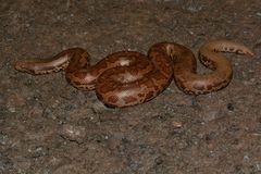 Eryx whitakeri