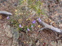 Campanula alaskana