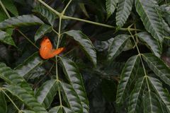 Cirrochroa thais