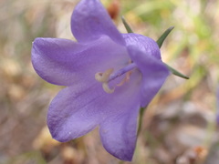 Campanula alaskana