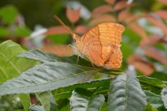 Vindula erota saloma