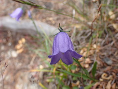 Campanula alaskana