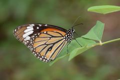 Danaus genutia