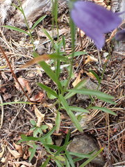 Campanula alaskana