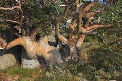 Eucalyptus pauciflora