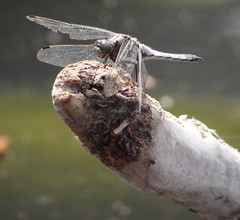 Orthetrum cancellatum