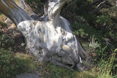 Eucalyptus pauciflora