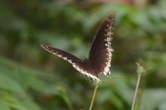 Euploea core