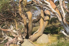Eucalyptus pauciflora