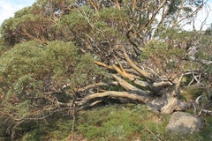 Eucalyptus pauciflora