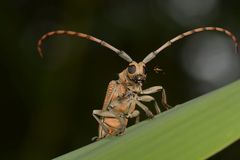 Celosterna scabrator