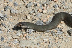 Drysdalia coronoides