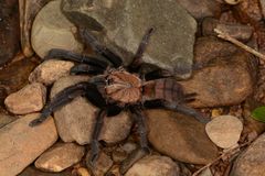 Chilobrachys fimbriatus