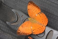 Cirrochroa thais