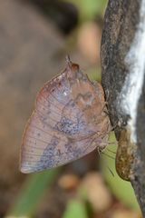 Amblypodia anita