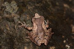 Anura