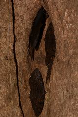 Lepidoptera