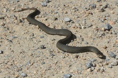 Drysdalia coronoides