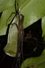 Araneae