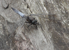 Orthetrum cancellatum
