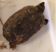 Kinosternon subrubrum