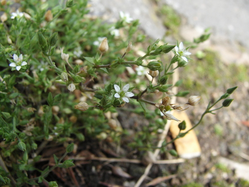 Arenaria serpyllifolia