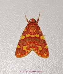 Hyponerita persimilis