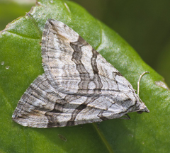 Aplocera