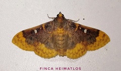 Polygrammodes multifenestrata