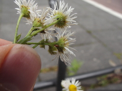 Erigeron annuus