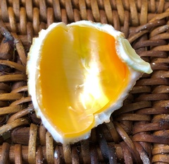 Pinctada