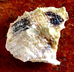 Pinctada