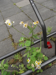 Erigeron annuus