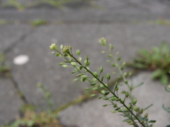 Lepidium ruderale