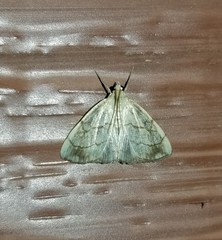 Evergestis pallidata