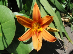 Magnoliopsida