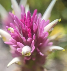 Castilleja lassenensis