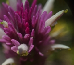 Castilleja lassenensis