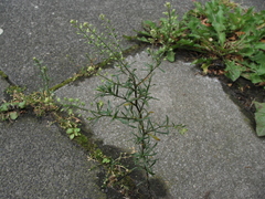 Lepidium ruderale