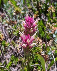Castilleja lassenensis