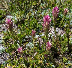 Castilleja lassenensis